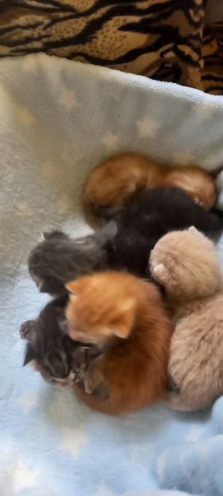 Красивые маленькие котята