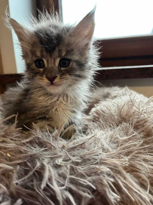 Kotka Maine Coon as 22 linia shaded