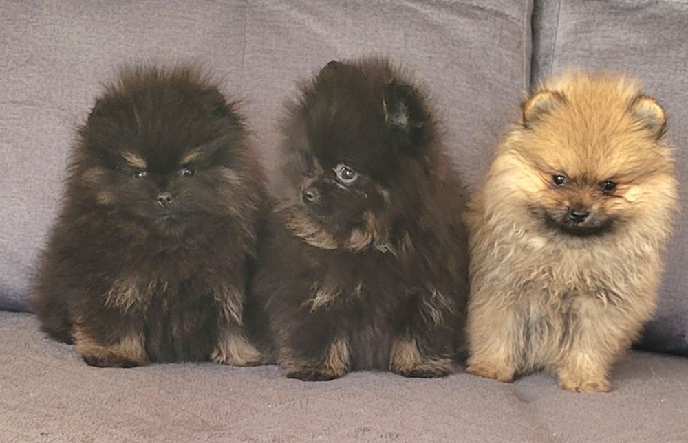 Szpic miniaturowy-chłopiec I dziewczynka