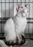 Gatinhos bebés com esterilização gratuita para adoção