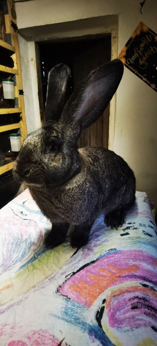 Sprzedam króliki olbrzym belgijski