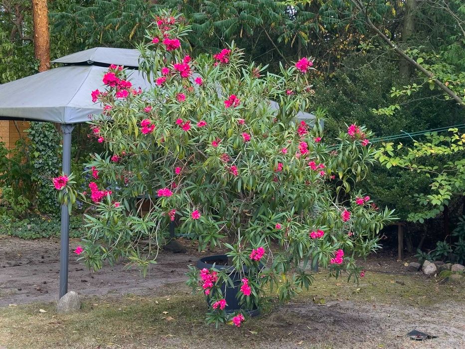 Duży Kwiat Ogrodowy Oleander 3 m, Różowy