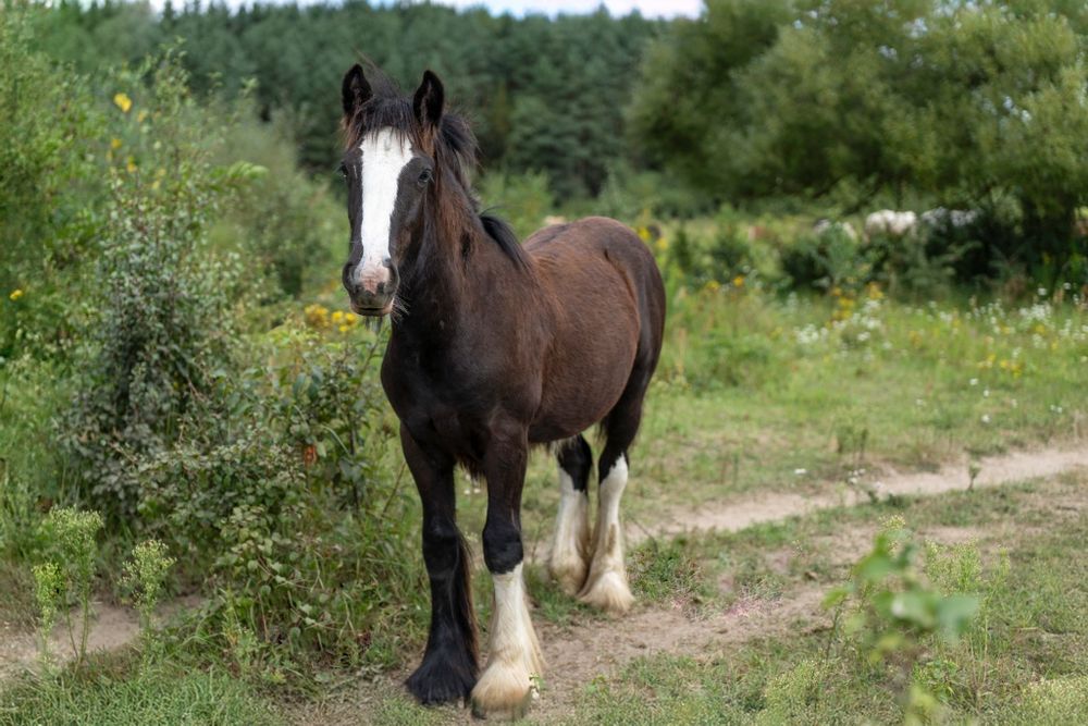 Ogierek gypsy/tinker/irish cob 9 miesięcy po championie