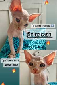 Devon Rex Девон Рекс котенок