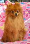 Szpic Miniaturowy Pomeranian MINI suczka ZKwP FCI rodowód