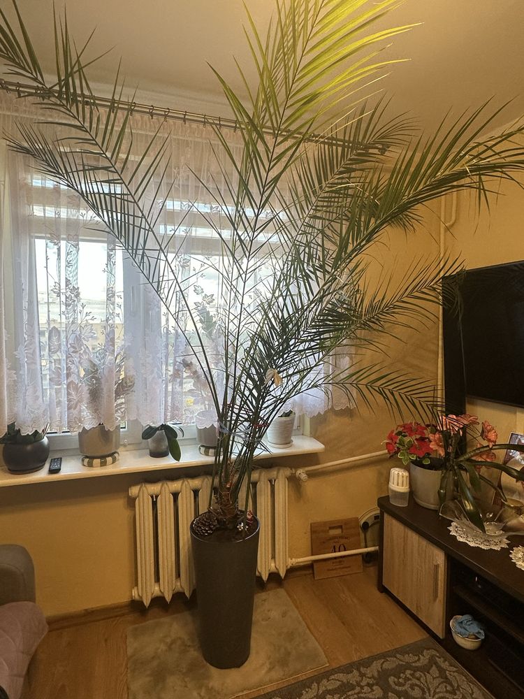 Sprzedam palmę 2,5 m