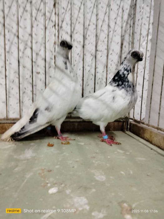 Gołębie ozdobne winer szeki