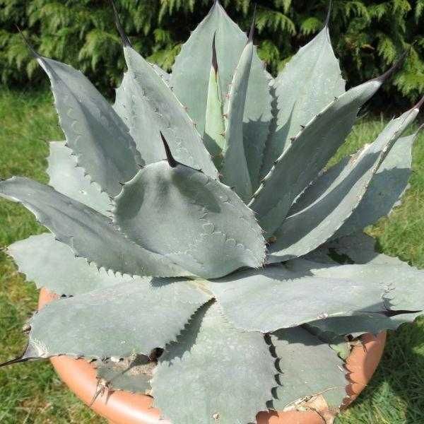 Agave Ovatifolia AGAWA+GRATISY