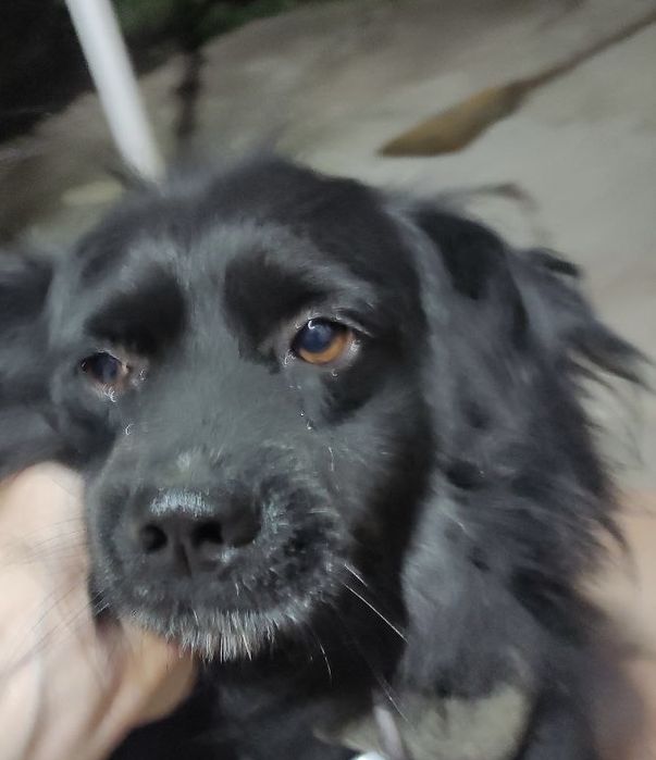 Отдам собаку хорошему человеку