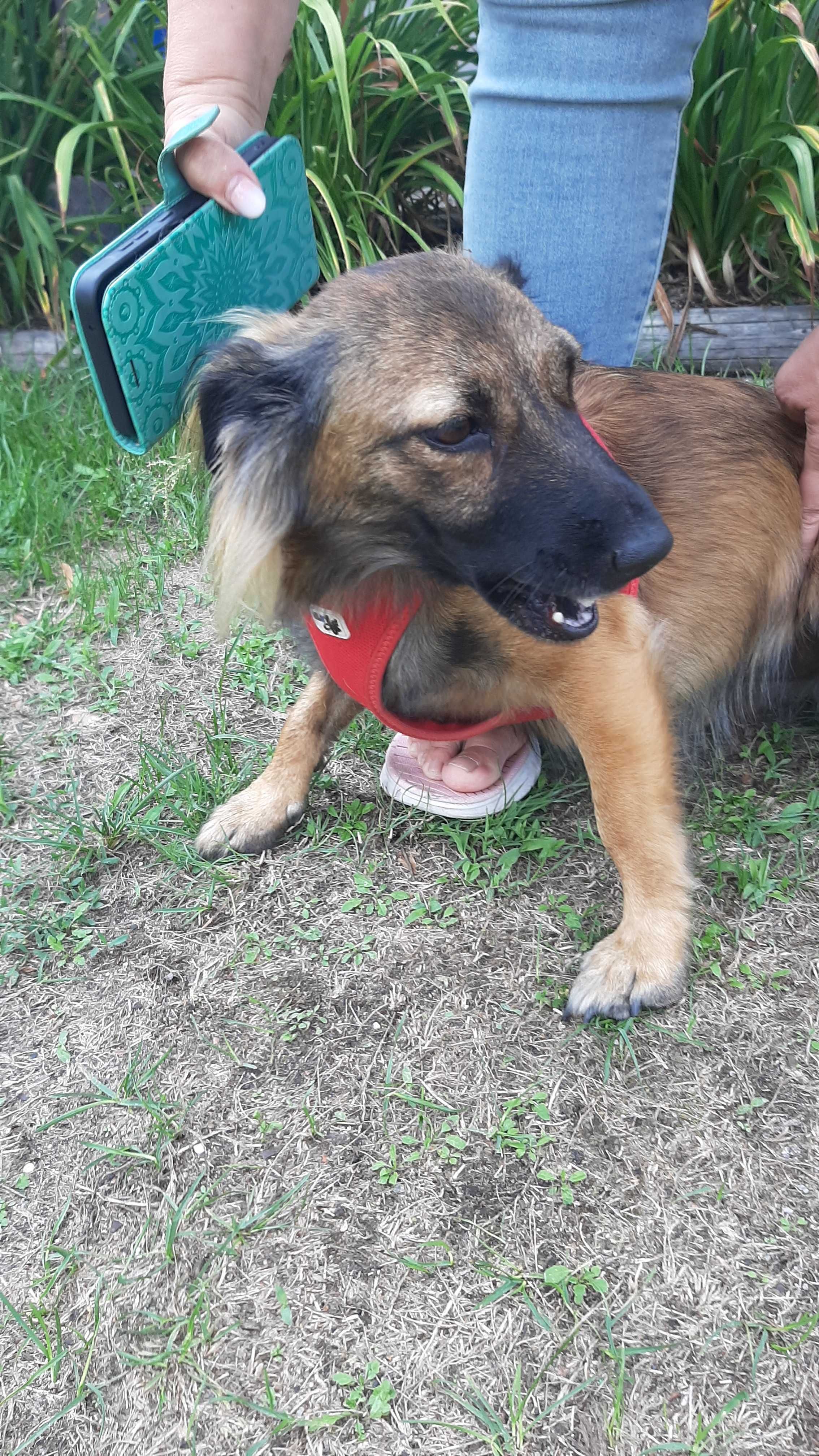 Do adopcji sunia Dejzi i mały kociak