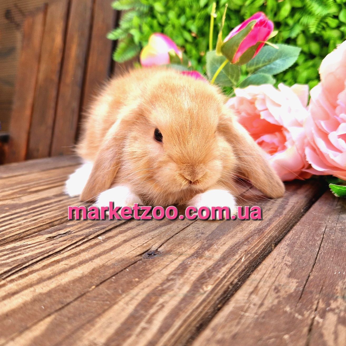 Карликовый мини кролик,мiнi баранчик mini lop