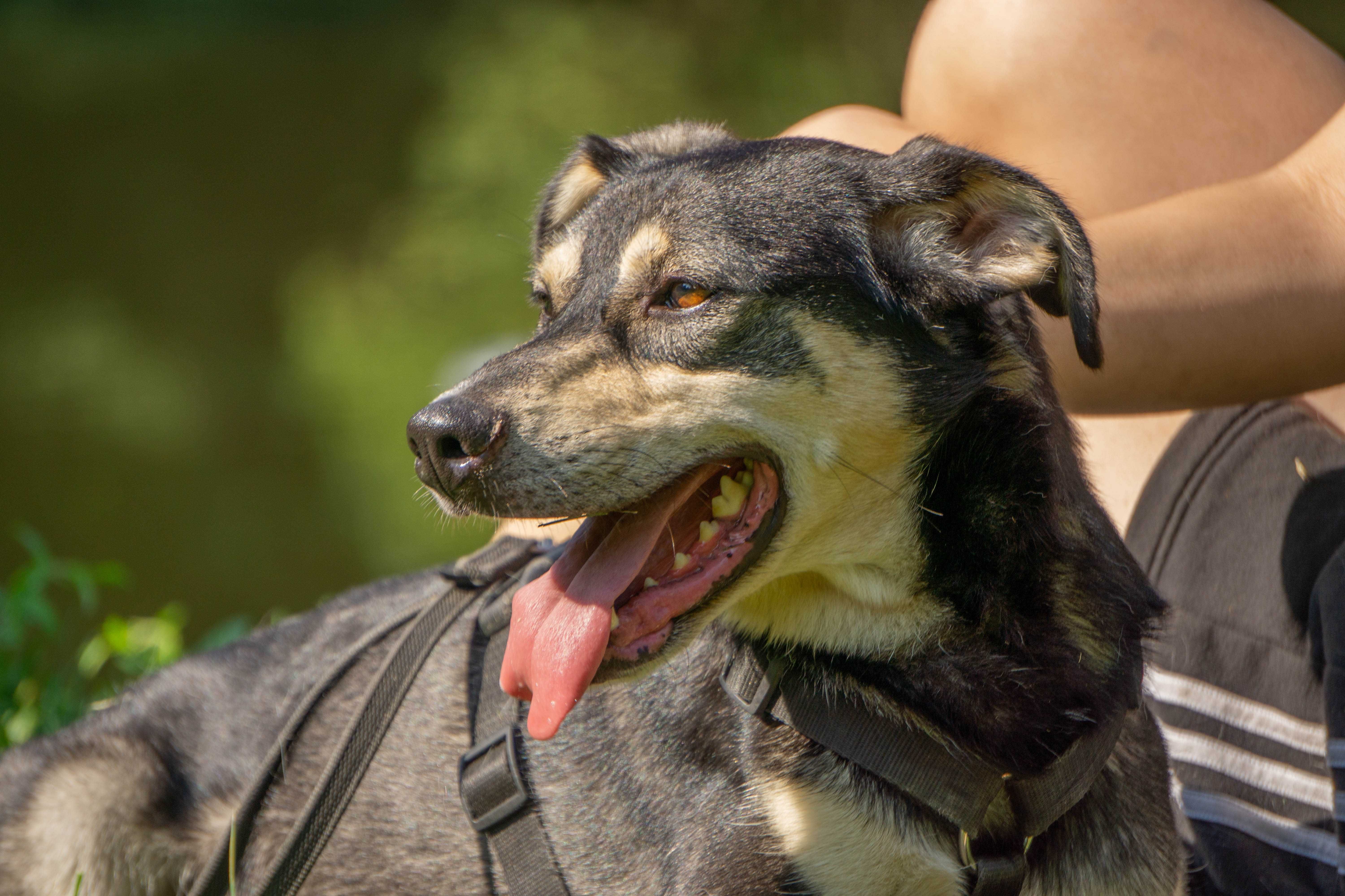 Guffi- mlody pies do adopcji