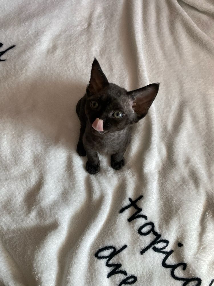 Słodziak Kimbo kocurek Devon Rex