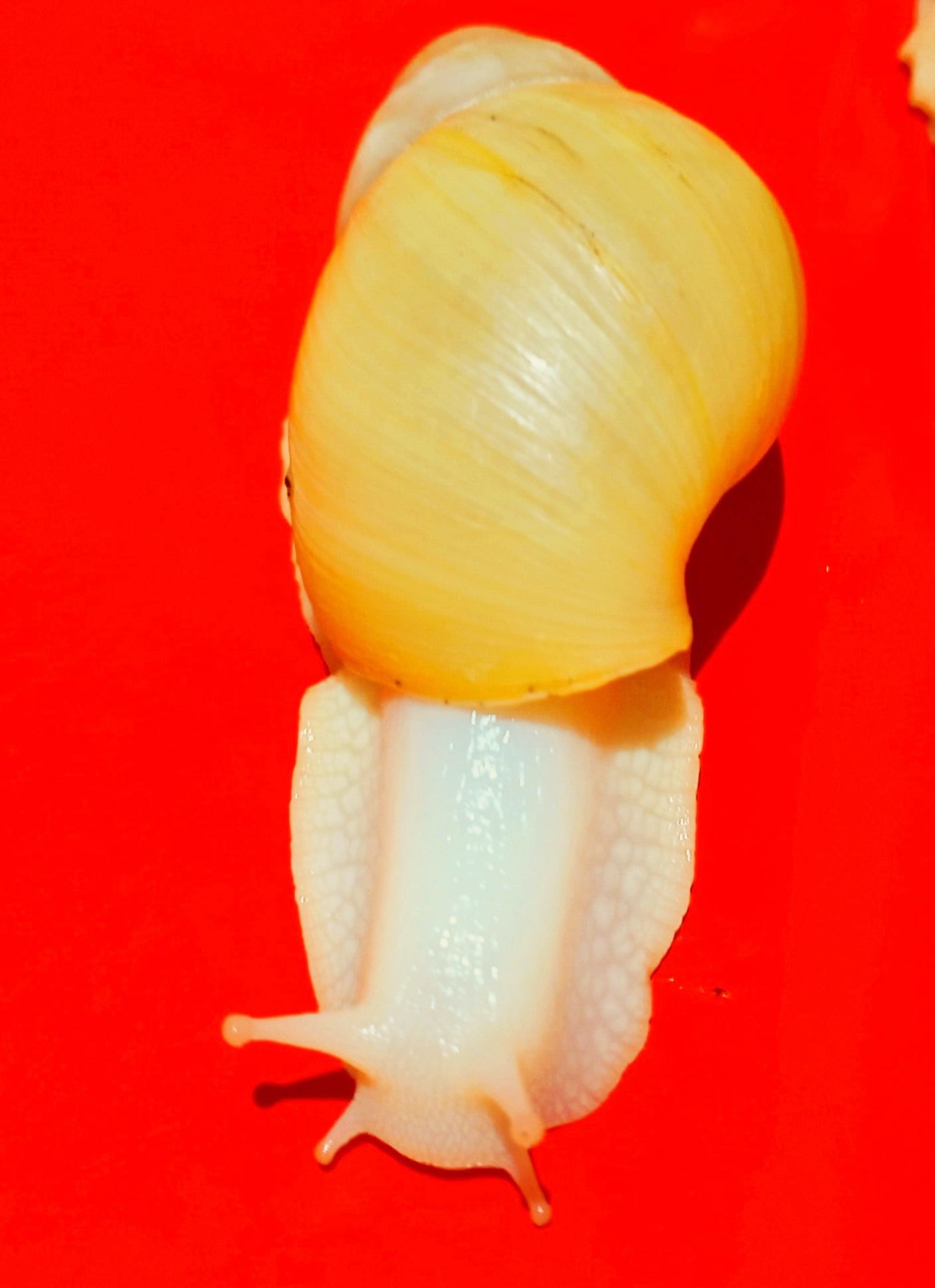 Ślimak afrykański Lissachatina fulica  rodatzi  albino body.