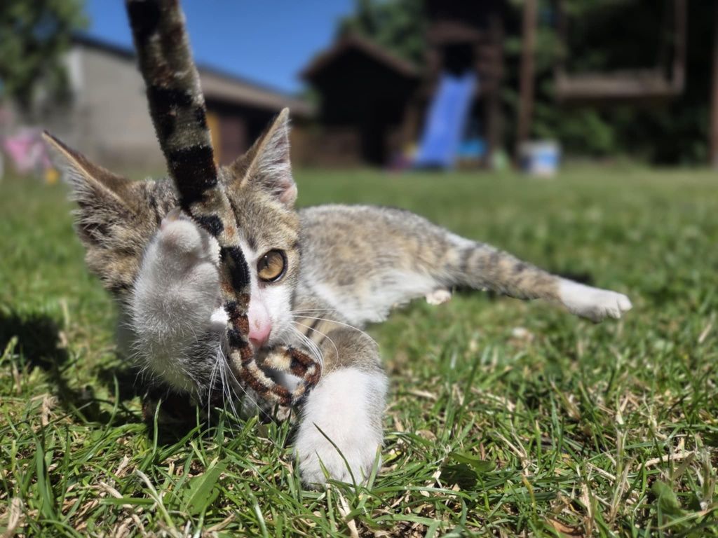 Wyjątkowy Cukierek poleca się do adopcji