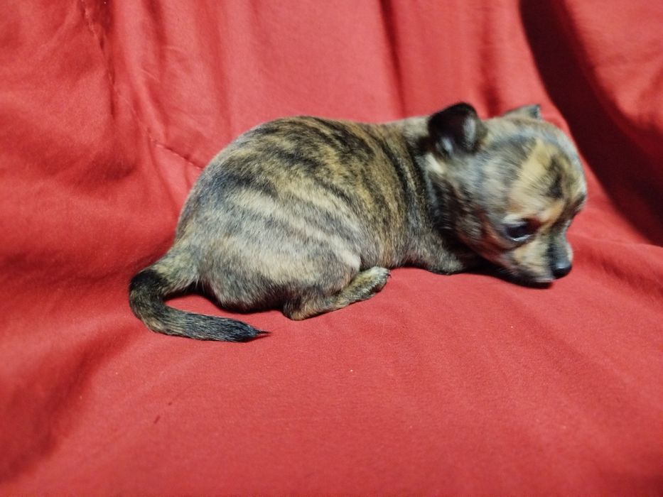 Chihuahua de pelo curto