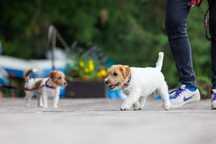 Jack Russell Terrier