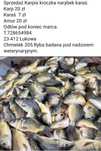 Karp handlowy kroczek  Narybek