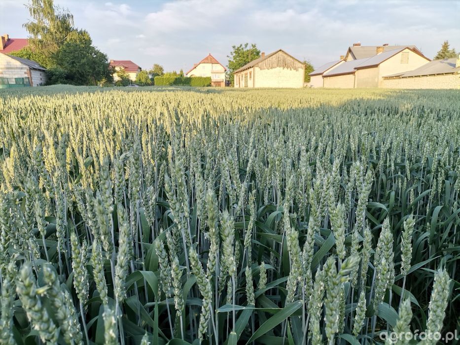 Pszenica tybalt rok po centrali