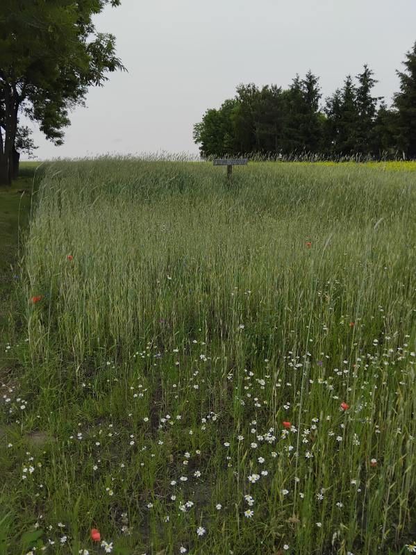 Sprzedam działkę 1,76ha Deszno gmina Nagłowice