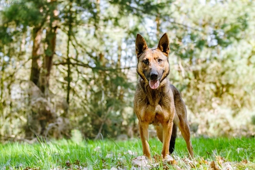 Cudowna sunia w typie owczarka belgijskiego szuka domu!