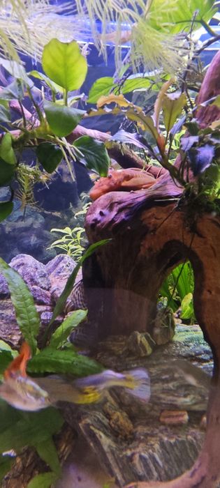 Zbrojniki, glonojady