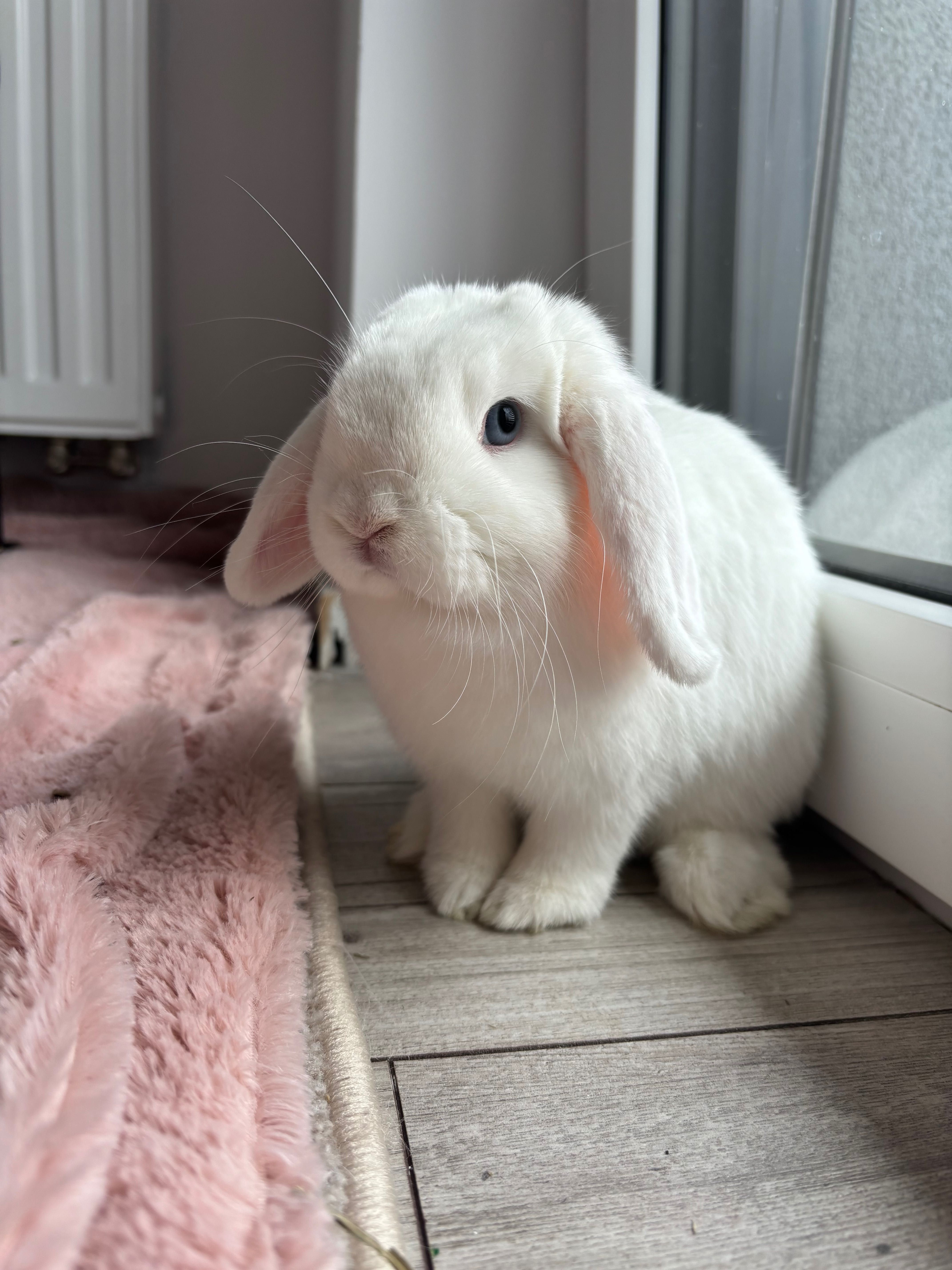 Królik mini lop biały
