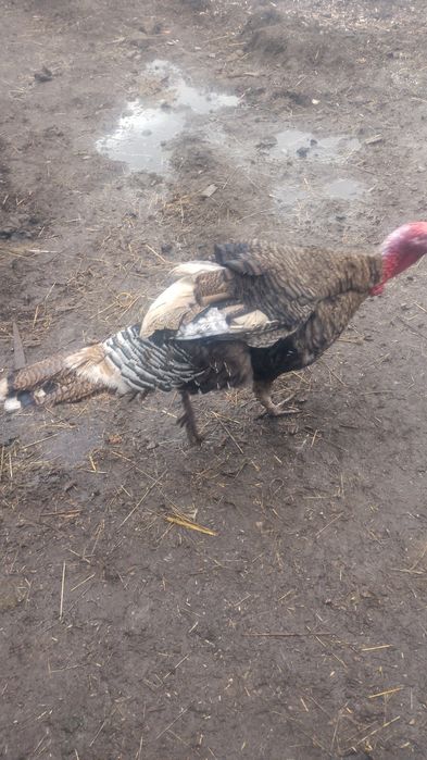 Indora sprzedam lub zamienie