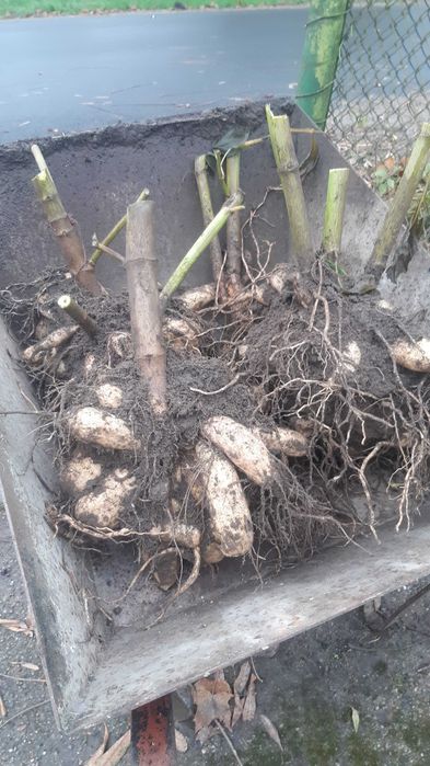 Karpy dalii(georginii) oddam