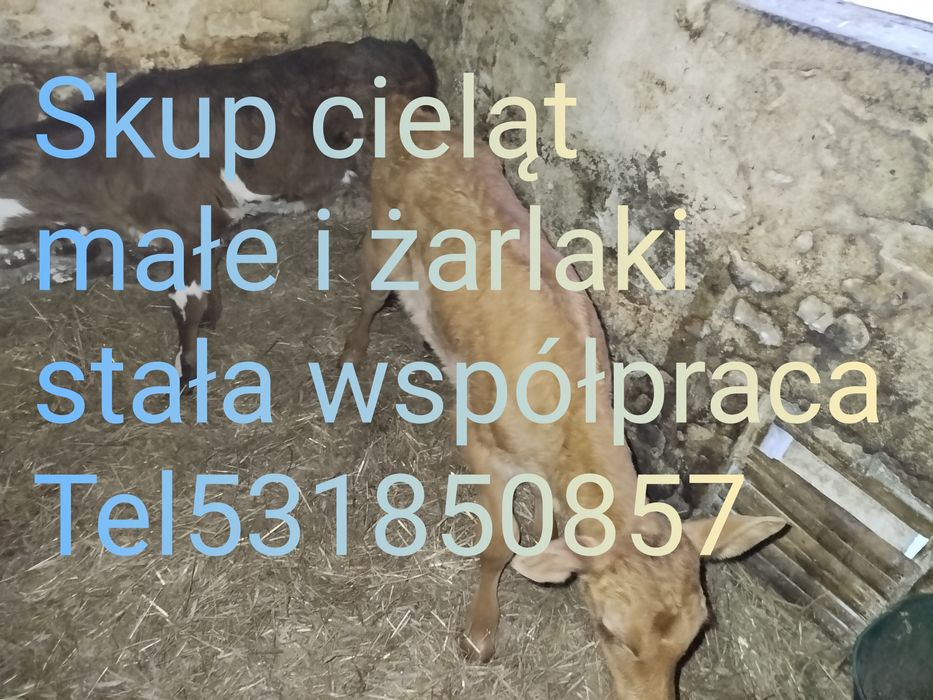 Skup cieląt i zarlakow odsadki w i bydła konie Całe  Mazury i podlaski