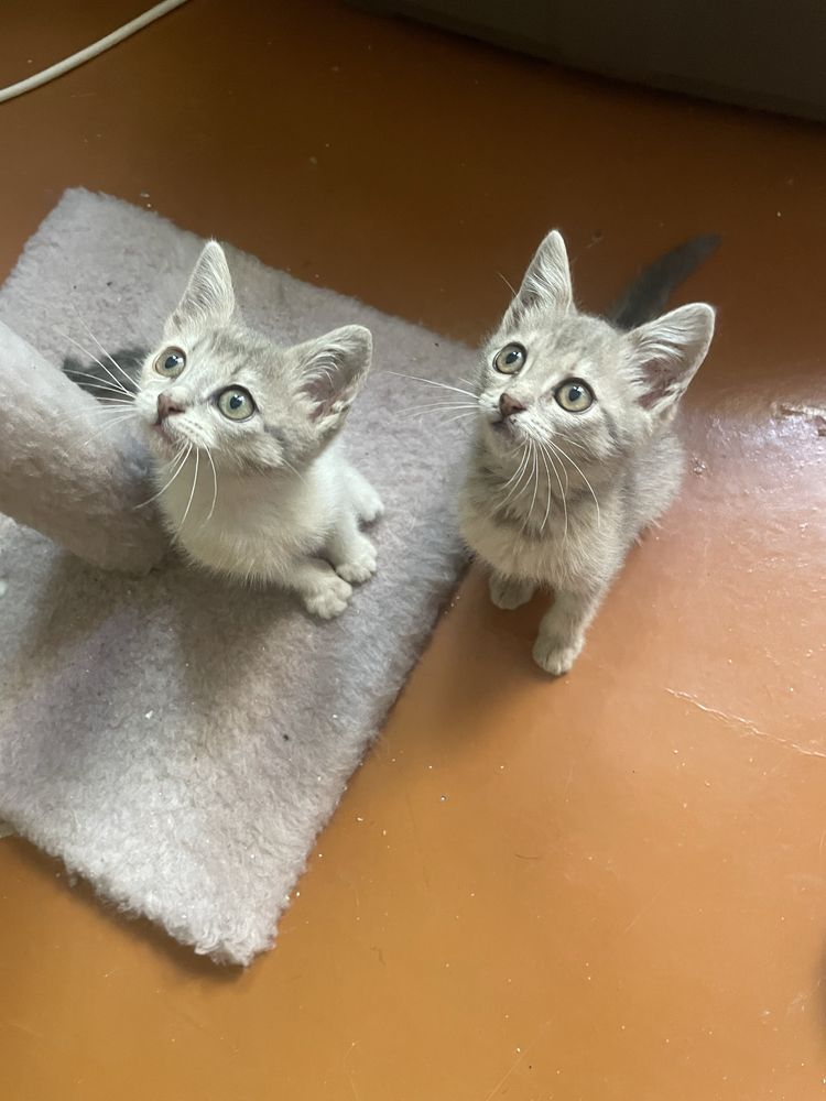 Кошенята кошеня шукають дім