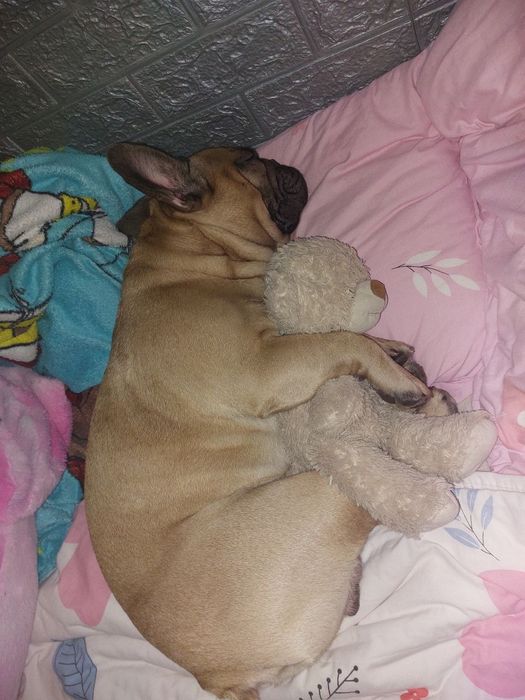 Вязка Французского бульдога