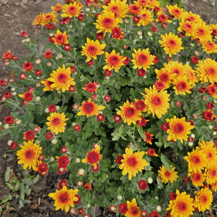 Шаровидна хризантема мультифлора