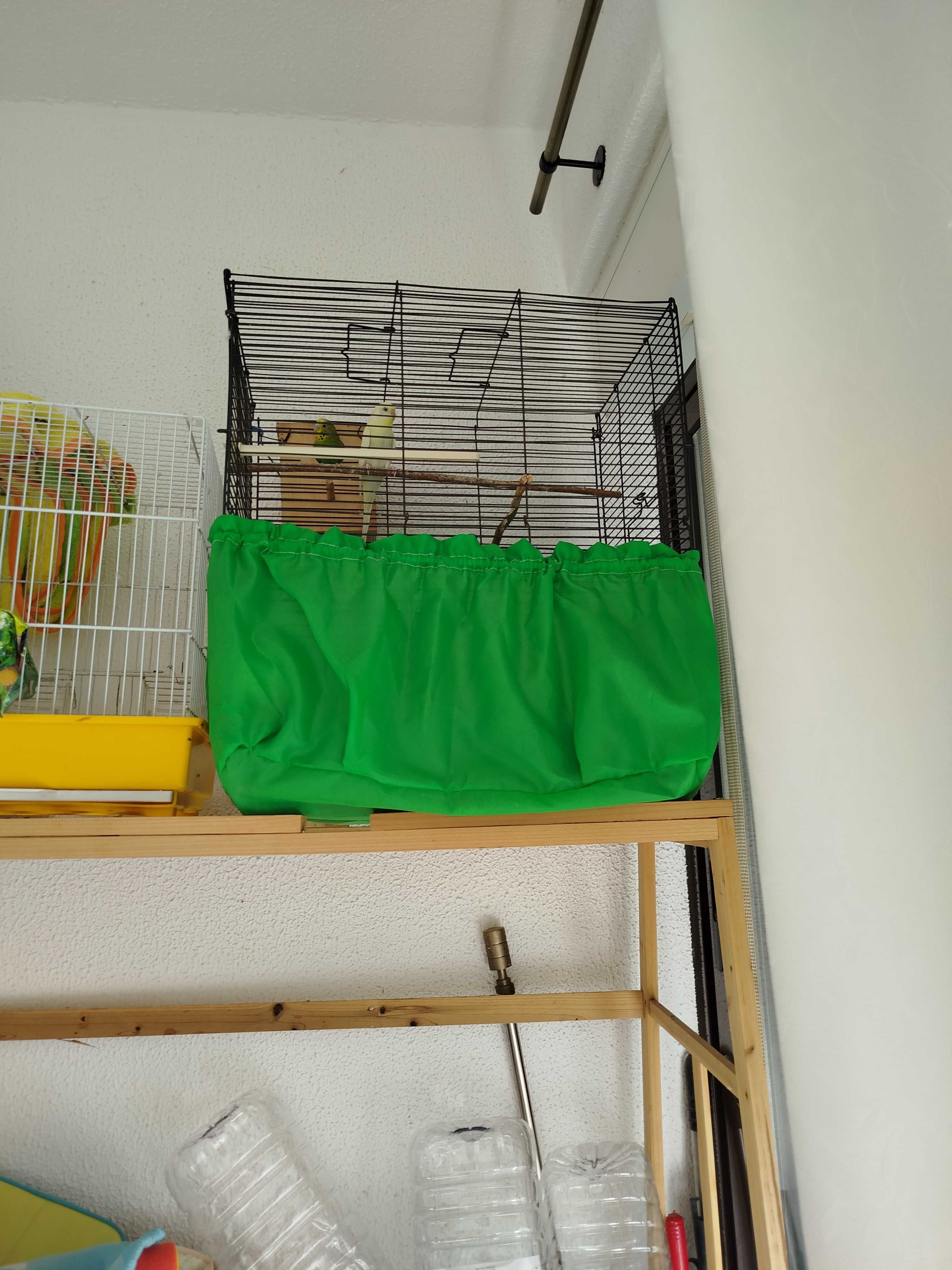 Casal de piriquitos com 2 gaiolas