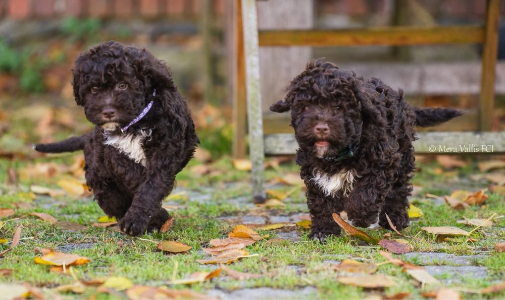 Lagotto romagnolo brązowa suczka