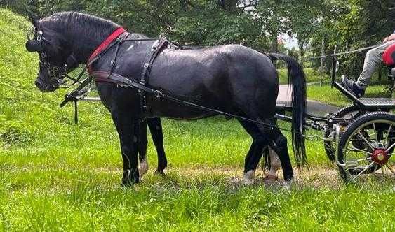 Kare wałachy po oldenburskim Grand Master