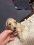 Labradoodle szczenięta