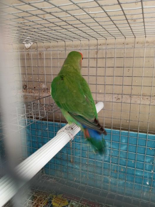 Agapórnis rosicollis longfeather