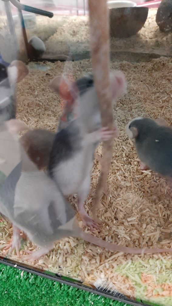 Młode szczurki dumbo w sklepie zoologicznym PAWIK.PL