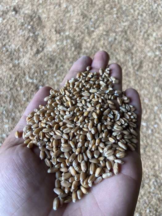 Семена озимой пшеницы