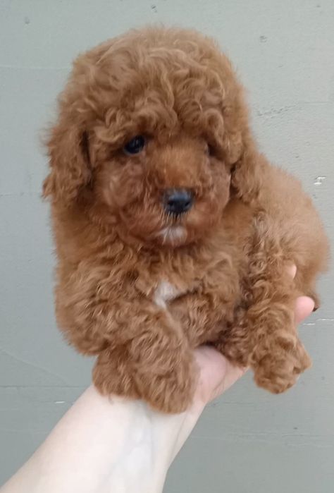 Незрівнянні красунечки