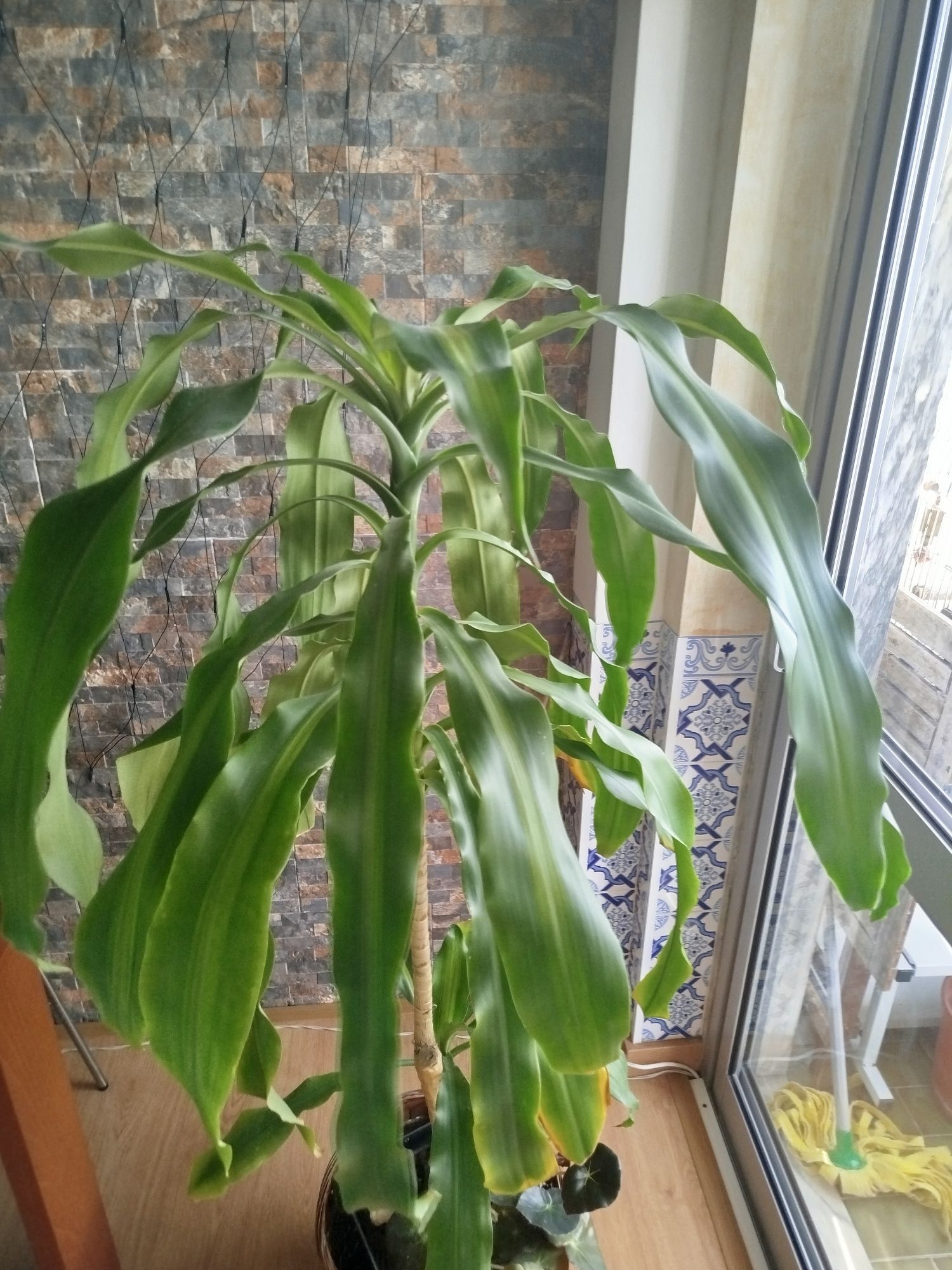 Plantas naturais