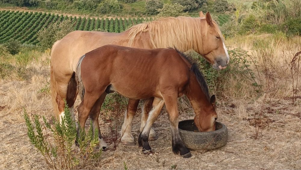 Poldro Breton X Percheron