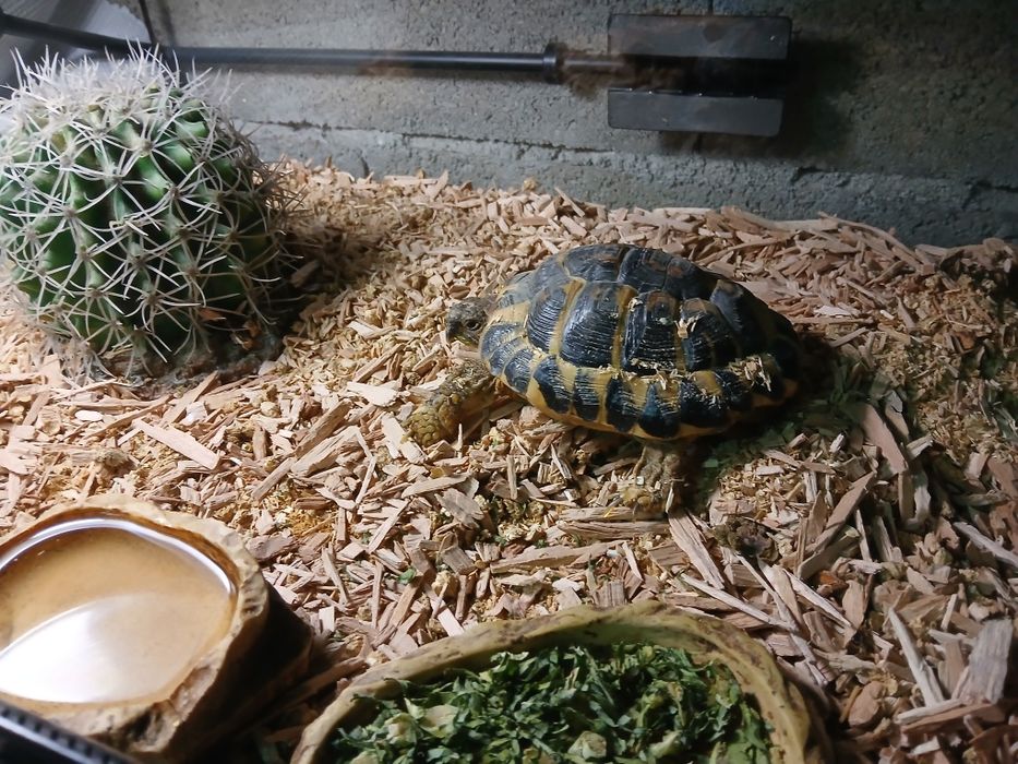 Terrario, tartaruga terrestre e acessórios