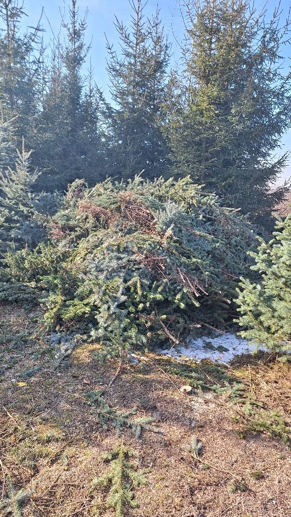 Gałęzie świerkowe