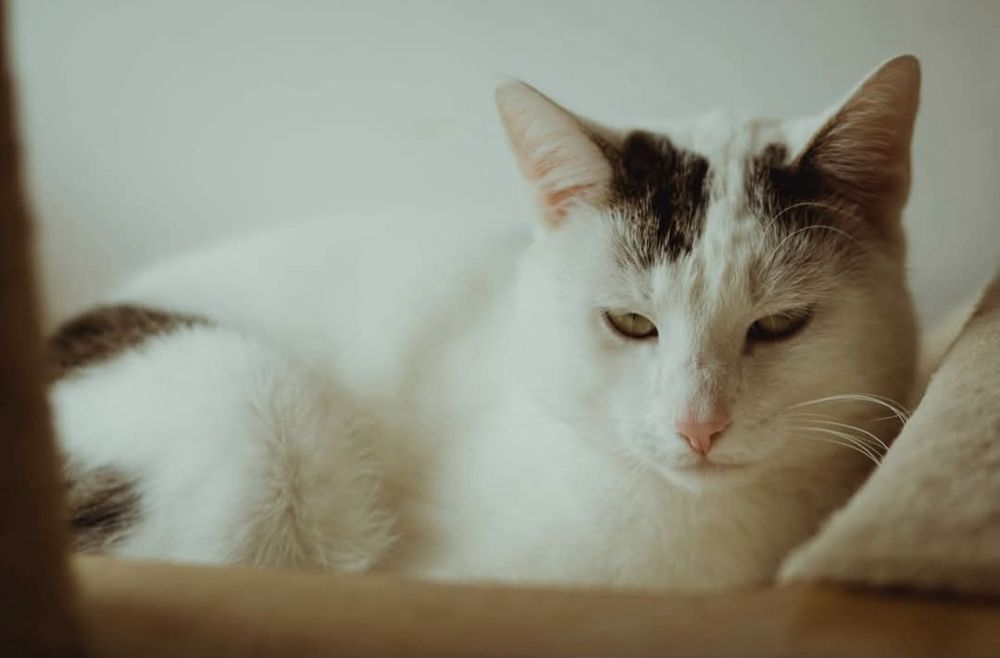 Koci gentleman czeka na dom