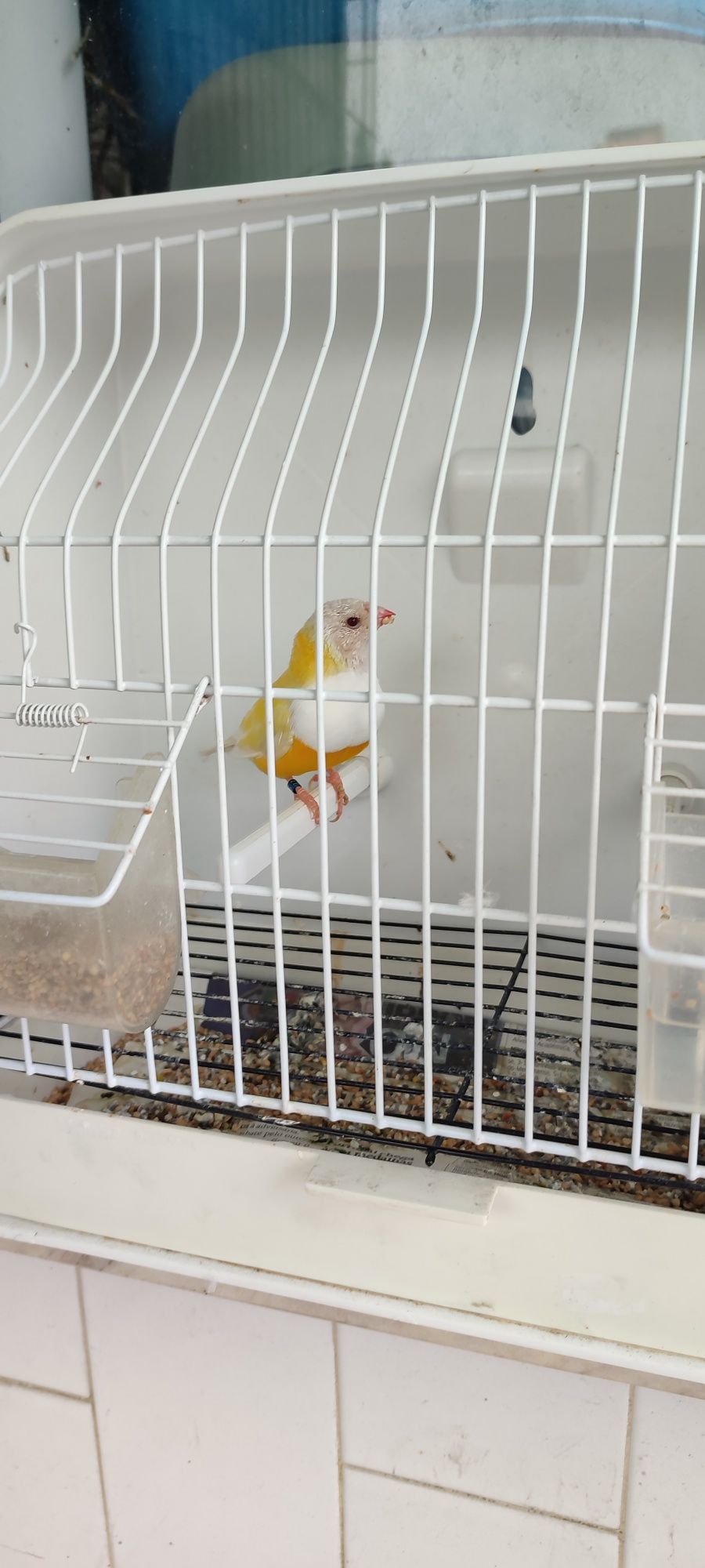Diamantes de Gould