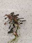 Bucephalandra mini, planta de crescimento lento