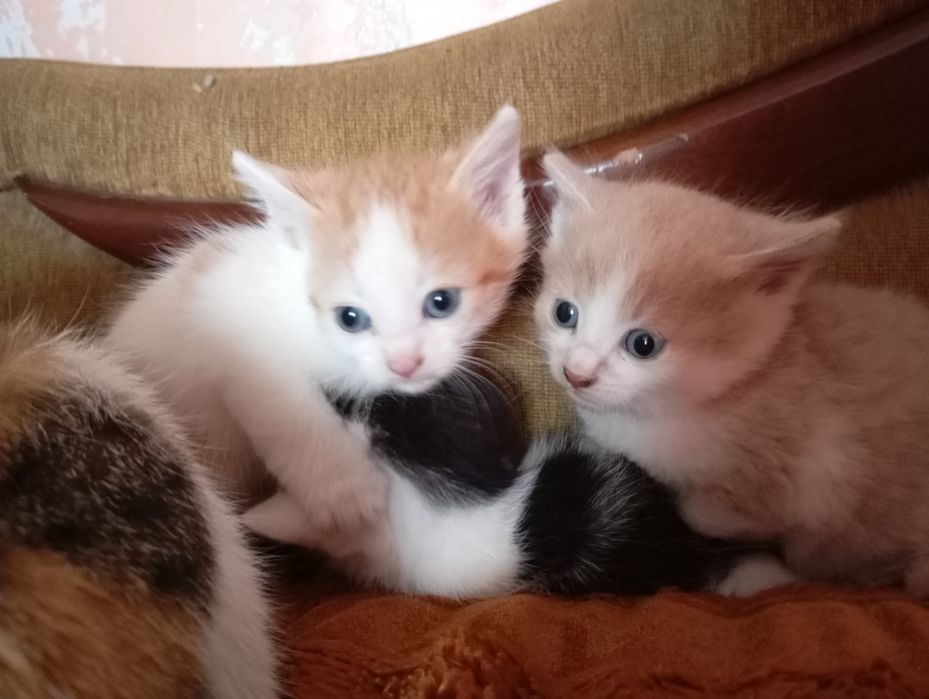 Віддам кошенят в хороші руки