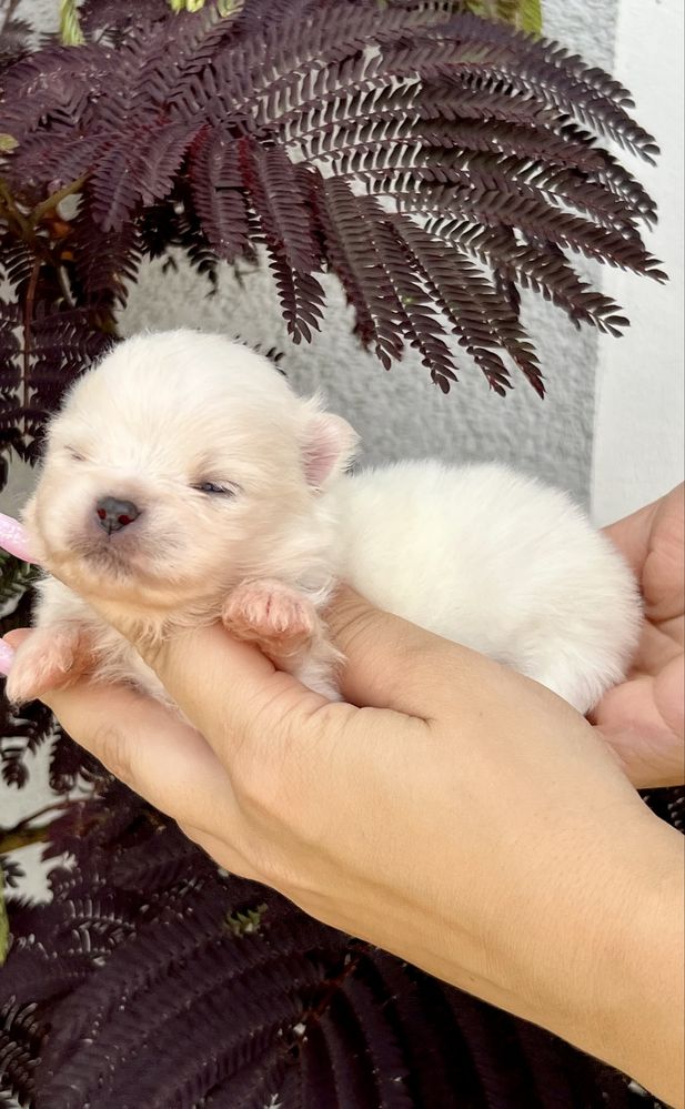 Szpic miniaturowy ,pomeranian cudny chłopczyk